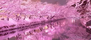 冬に咲くさくらライトアップ