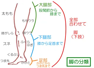 ゆずの樹ボディケア教室　～下肢（足部、下腿部、大腿部）～（2月）