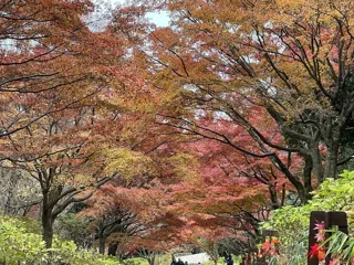 もみじ森林ガイドツアー