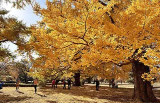 【紅葉・見ごろ】新宿御苑