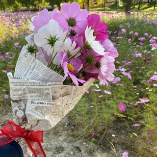 ブルーメの丘　コスモス摘み取り体験