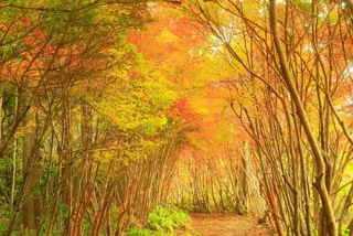 【紅葉・見ごろ】真手公園・丸山公園