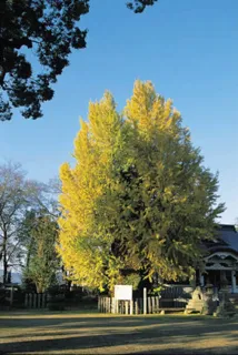 【紅葉・見ごろ】矢神のイチョウ