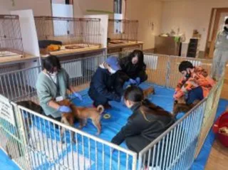 学生による保護犬・保護猫のお世話体験 in winter