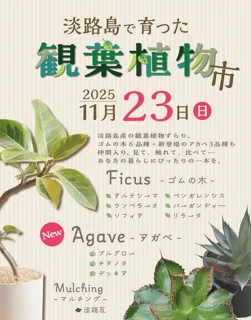 淡路島で育った 観葉植物市