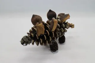 淡路島国営明石海峡公園　恐竜の木工クラフト&恐竜のダンボールクラフト