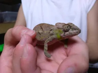 ジャングルハンターin兵庫