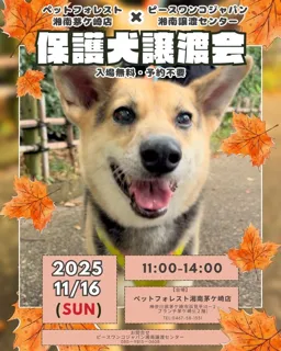 保護犬譲渡会　ペットフォレスト湘南茅ケ崎店