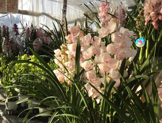 地域最大級のお花の直売会「農場祭」