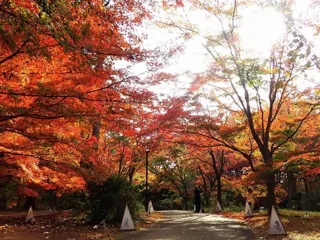 【紅葉・見ごろ】国営武蔵丘陵森林公園　カエデ類