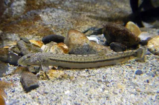 特別展『岐阜県とアジメドジョウ』