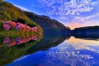 【桜・見ごろ】中綱湖