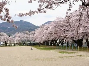 【桜・見ごろ】大町西小学校