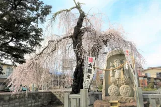 【桜・見ごろ】大黒町追分のシダレザクラ