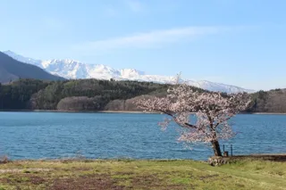 【桜・見ごろ】青木湖