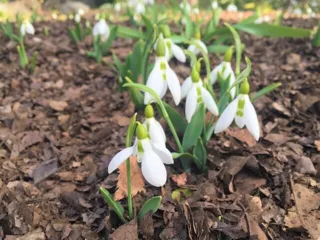 【花・見ごろ】国営武蔵丘陵森林公園　スノードロップ