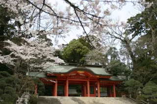 【桜・見ごろ】香取神宮