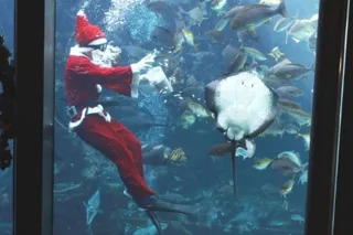 今年もやってきた！サンタダイバー