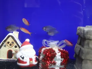 クリスマスに彩って！