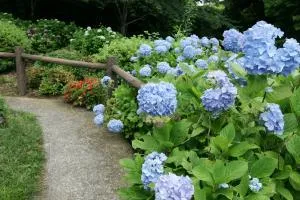 【あじさい・見ごろ】真野寺