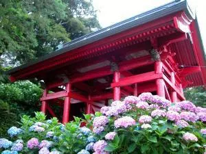 【あじさい・見ごろ】日運寺