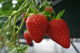 廿原観光農園　いちご狩り