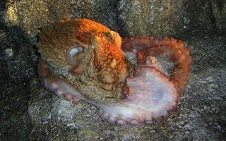 アクアス出張教室　色が変わる！？白色のイカと赤色のタコ