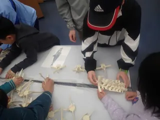 こつ！コツ！骨！イルカと人の骨って？