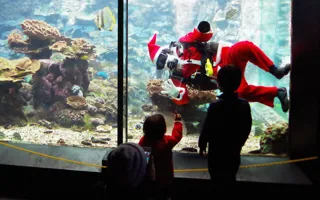 水中サンタの水槽掃除