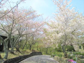 【桜・見ごろ】源氏山公園