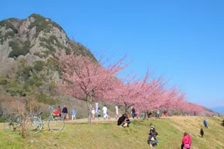 【桜・見ごろ】狩野川堤防・城山付近