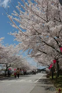 【桜・見ごろ】柳田植物公園