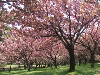 【桜・見ごろ】浜寺公園