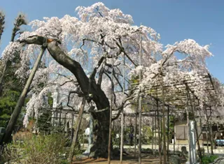 【桜・見ごろ】祥雲寺