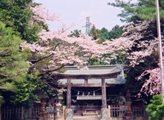 【桜・見ごろ】蒲生神社