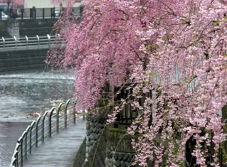 【桜・見ごろ】田川