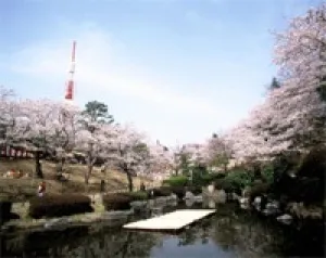 【桜・見ごろ】八幡山公園