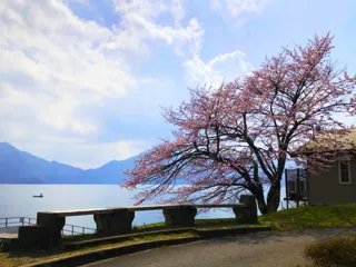 【桜・見ごろ】中禅寺湖