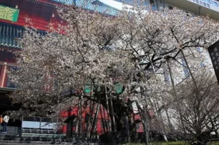 【桜・見ごろ】輪王寺の金剛桜