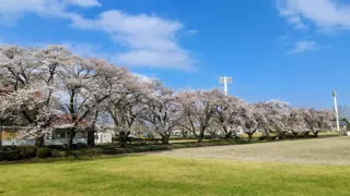 【桜・見ごろ】今市運動公園の桜並木