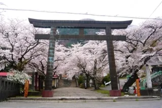 【桜・見ごろ】鬼怒川温泉　藤原護国神社