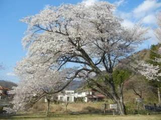 【桜・見ごろ】開運桜