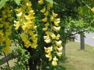 【花・見ごろ】越前町立福井総合植物園　プラントピア　キングサリ