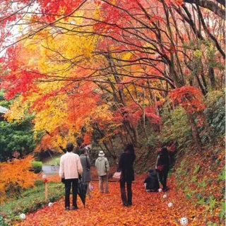 【紅葉・見ごろ】有田町歴史民俗資料館