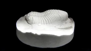 わくわく科学工作「化石のレプリカ～三葉虫2～」