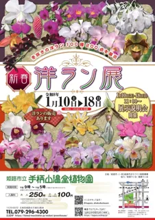 姫路市立手柄山温室植物園　新春洋ラン展