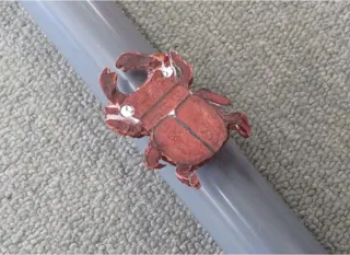 科学工作教室 木登り虫をつくろう