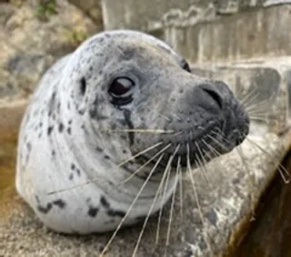 特別展「鰭脚図鑑」