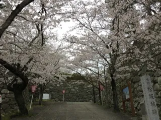 【桜・見ごろ】松阪公園（松坂城跡）