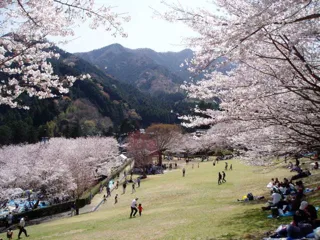【桜・見ごろ】松阪市森林公園